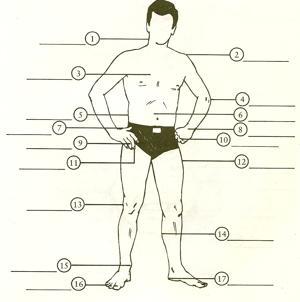 Части тела человека схема